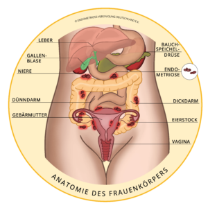 Anatomie des Frauenkörpers