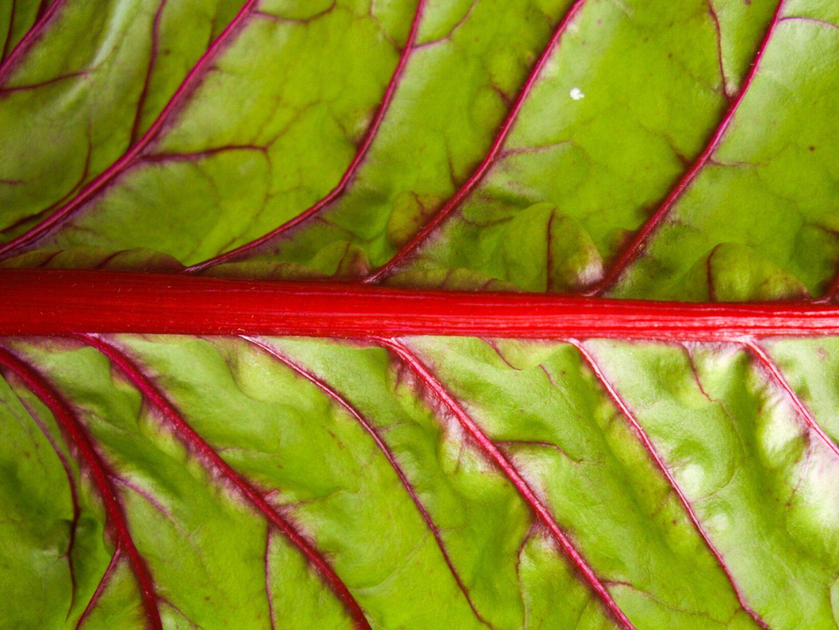 grünes Blatt mit roten Adern