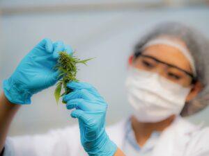 Medizinisches Cannbis, Labormitarbeiterin hält Cannbisblüten in ihren Händen