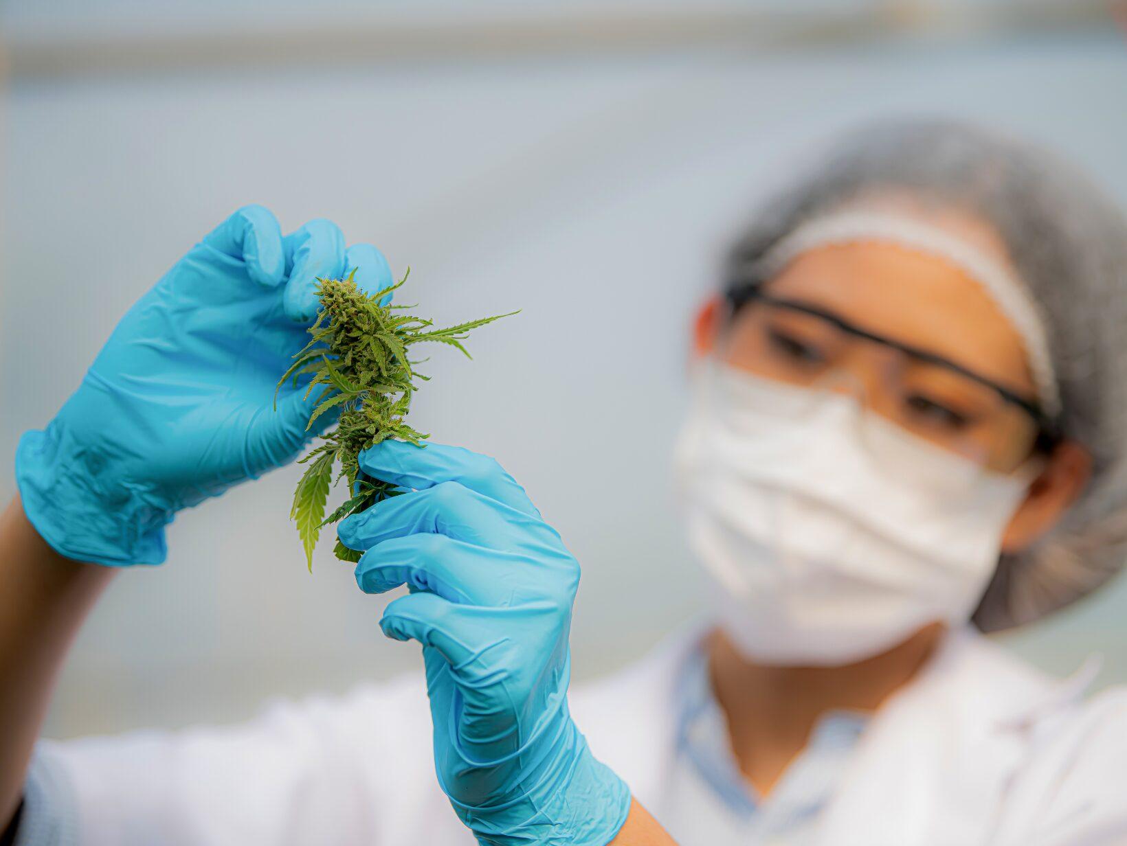 Medizinisches Cannbis, Labormitarbeiterin hält Cannbisblüten in ihren Händen